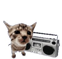 cat with boombox